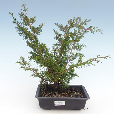 Outdoor bonsai - Juniperus chinensis Itoigawa-Chinese juniper VB2019-261000 - 1
