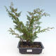Outdoor bonsai - Juniperus chinensis Itoigawa-Chinese juniper VB2019-261000 - 1/2