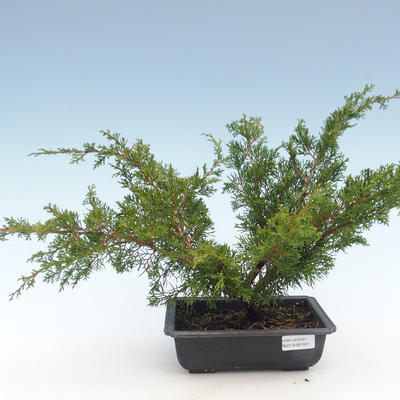 Outdoor bonsai - Juniperus chinensis Itoigawa-Chinese juniper VB2019-261001 - 1