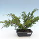 Outdoor bonsai - Juniperus chinensis Itoigawa-Chinese juniper VB2019-261001 - 1/2