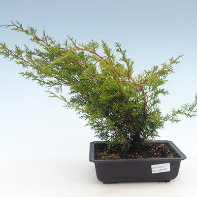 Outdoor bonsai - Juniperus chinensis Itoigawa-Chinese juniper VB2019-261002 - 1