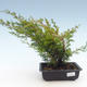 Outdoor bonsai - Juniperus chinensis Itoigawa-Chinese juniper VB2019-261002 - 1/2