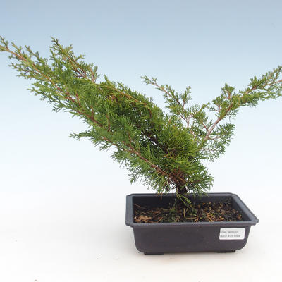 Outdoor bonsai - Juniperus chinensis Itoigawa-Chinese juniper VB2019-261004 - 1