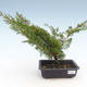 Outdoor bonsai - Juniperus chinensis Itoigawa-Chinese juniper VB2019-261004 - 1/2