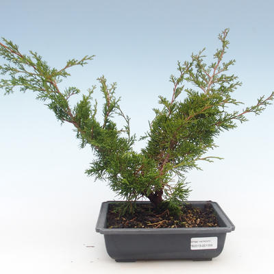 Outdoor bonsai - Juniperus chinensis Itoigawa-Chinese juniper VB2019-261005 - 1