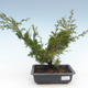 Outdoor bonsai - Juniperus chinensis Itoigawa-Chinese juniper VB2019-261005 - 1/2