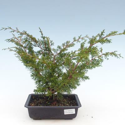 Outdoor bonsai - Juniperus chinensis Itoigawa-Chinese juniper VB2019-261006 - 1