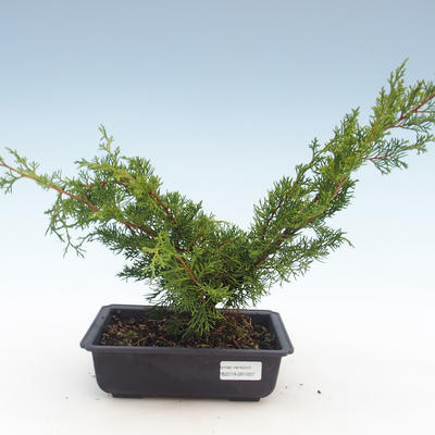 Outdoor bonsai - Juniperus chinensis Itoigawa-Chinese juniper VB2019-261007 - 1