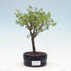 Outdoor bonsai-Cinquefoil - Potentilla fruticosa Goldfinger - 1/2