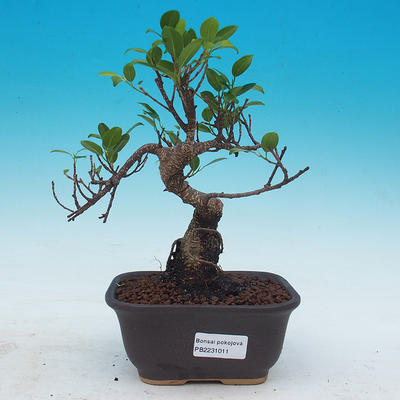 Room bonsai - Ficus kimmen - little ficus - 1