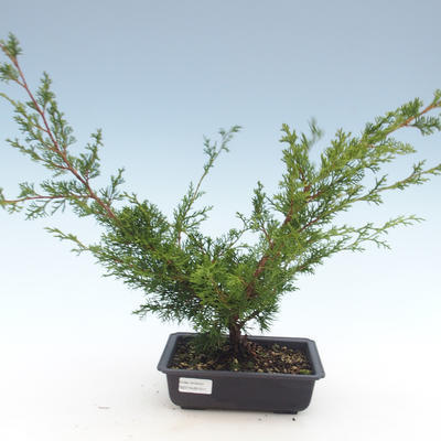 Outdoor bonsai - Juniperus chinensis Itoigawa-Chinese juniper VB2019-261011 - 1