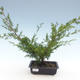 Outdoor bonsai - Juniperus chinensis Itoigawa-Chinese juniper VB2019-261011 - 1/2