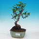 Room bonsai - Ficus kimmen - little ficus - 1/2