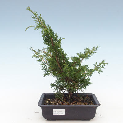 Outdoor bonsai - Juniperus chinensis Itoigawa-Chinese juniper VB2019-261013 - 1