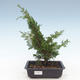 Outdoor bonsai - Juniperus chinensis Itoigawa-Chinese juniper VB2019-261013 - 1/2