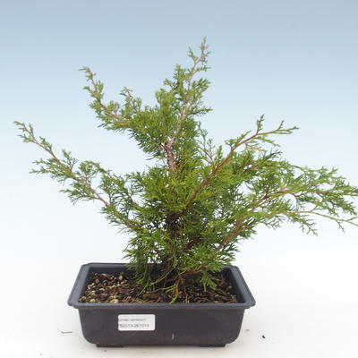 Outdoor bonsai - Juniperus chinensis Itoigawa-Chinese juniper VB2019-261014 - 1