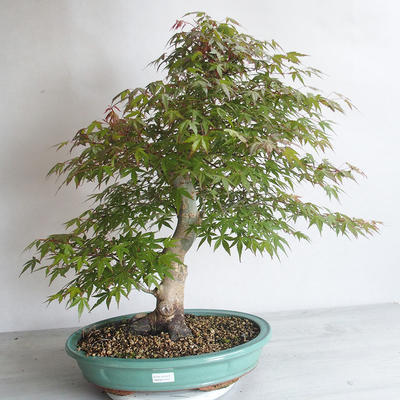 Acer palmatum - Palm Maple - 1