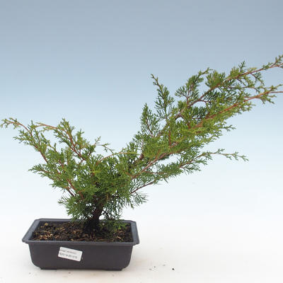 Outdoor bonsai - Juniperus chinensis Itoigawa-Chinese juniper VB2019-261015 - 1