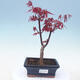 Outdoor bonsai - Acer palm. Atropurpureum-Red palm leaf - 1/2