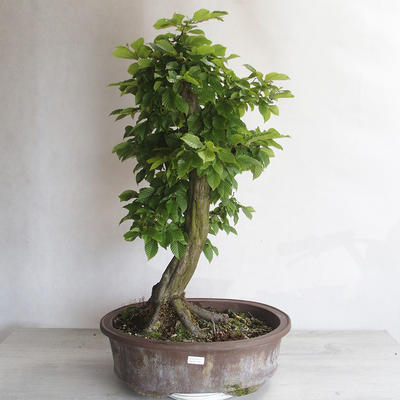 Outdoor bonsai - Hornbeam - Carpinus betulus - 1