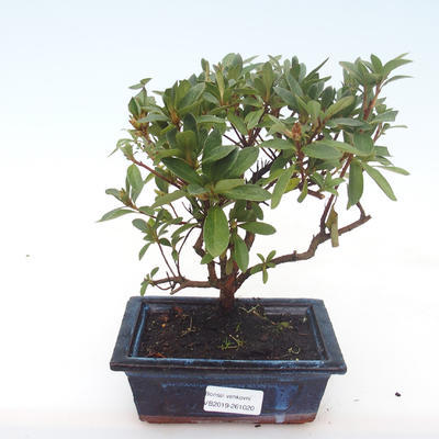 Indoor bonsai - Rhododendron sp. - Pink Azalea VB2019-261020