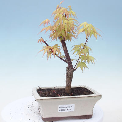 Outdoor bonsai - Acer pal. Sango Kaku - Palm Maple - 1