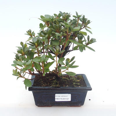 Indoor bonsai - Rhododendron sp. - Pink Azalea VB2019-261021