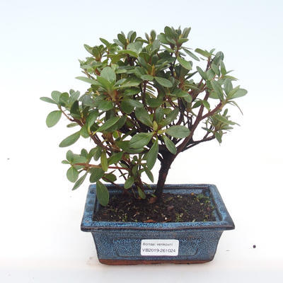 Indoor bonsai - Rhododendron sp. - Pink Azalea VB2019-261024