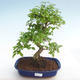 Indoor bonsai -Ligustrum chinensis - Bird's beak PB2201026 - 1/3