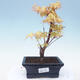 Outdoor bonsai - Acer pal. Sango Kaku - Palm Maple - 1/3