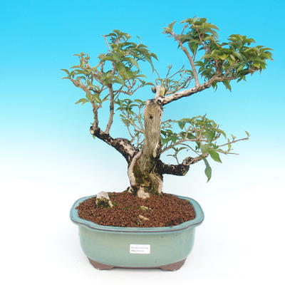 Room bonsai - bougainvillea - 1