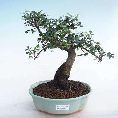 Indoor bonsai - Ulmus parvifolia - Small-leaved elm PB2201031 - 1