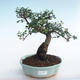 Indoor bonsai - Ulmus parvifolia - Small-leaved elm PB2201031 - 1/3