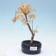 Outdoor bonsai - Acer pal. Sango Kaku - Palm Maple - 1/2