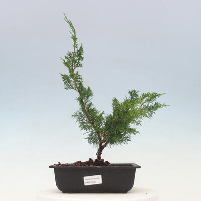 Outdoor bonsai - Juniperus chinensis Itoigawa-Chinese juniper