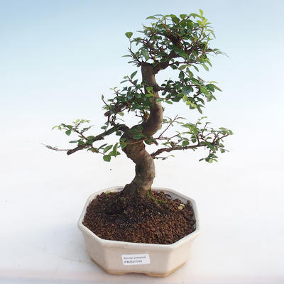 Indoor bonsai - Ulmus parvifolia - Small-leaved elm PB2201034 - 1