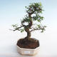 Indoor bonsai - Ulmus parvifolia - Small-leaved elm PB2201034 - 1/3