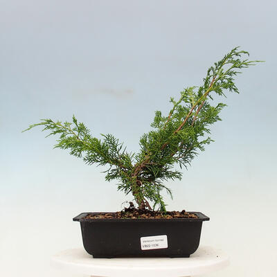 Outdoor bonsai - Juniperus chinensis Itoigawa-Chinese juniper