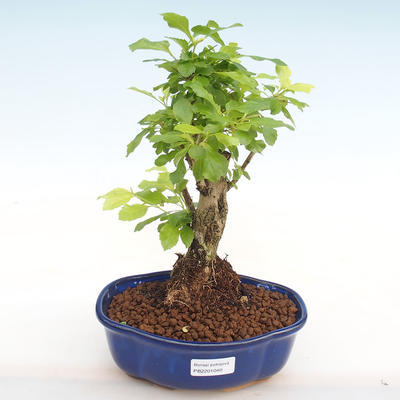 Indoor bonsai - Duranta erecta Aurea PB2201040 - 1