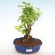 Indoor bonsai - Duranta erecta Aurea PB2201040 - 1/3