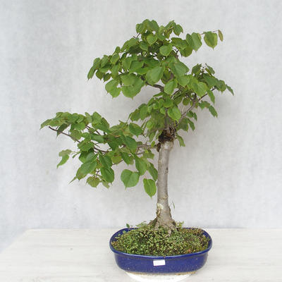 Outdoor bonsai - Linden - Tilia cordata - 1
