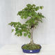 Outdoor bonsai - Linden - Tilia cordata - 1/5