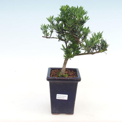 Indoor bonsai - Podocarpus - Stone yew PB2201042