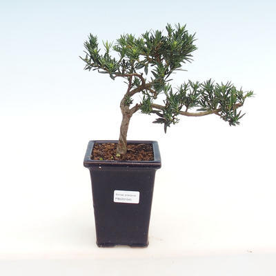Indoor bonsai - Podocarpus - Stone yew PB2201045
