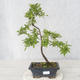 Outdoor bonsai - Prunus spinosa - Blackthorn - 1/2