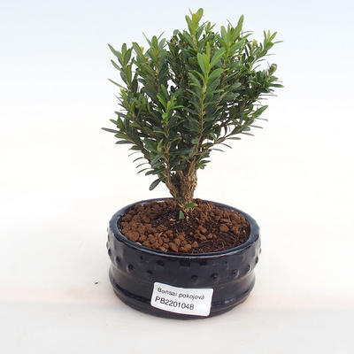 Indoor bonsai - Buxus harlandii - cork buxus PB2201048 - 1