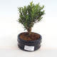 Indoor bonsai - Buxus harlandii - cork buxus PB2201048 - 1/4