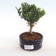 Indoor bonsai - Buxus harlandii - cork buxus PB2201050 - 1/4