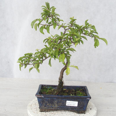 Outdoor bonsai - Prunus spinosa - Blackthorn - 1
