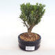 Indoor bonsai - Buxus harlandii - cork buxus PB2201051 - 1/4